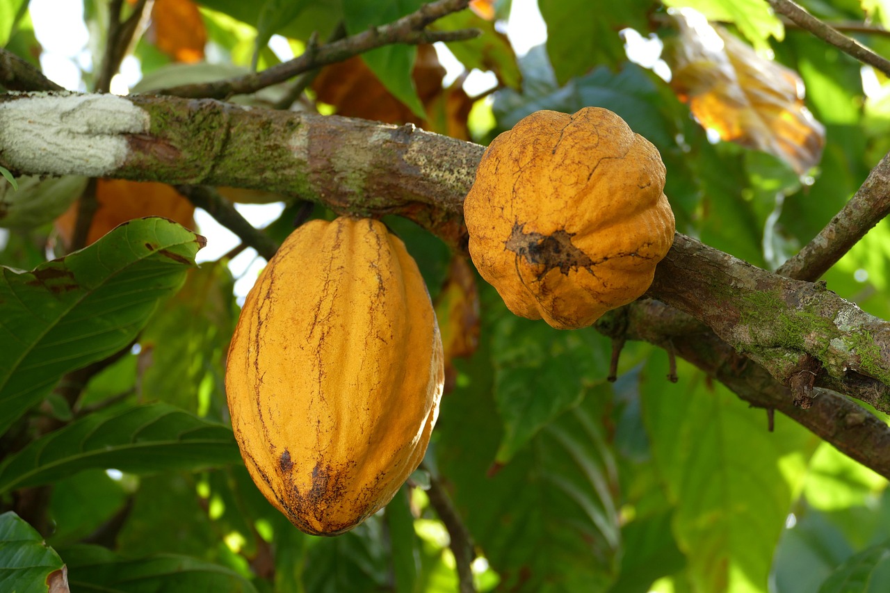 cocoa supliers